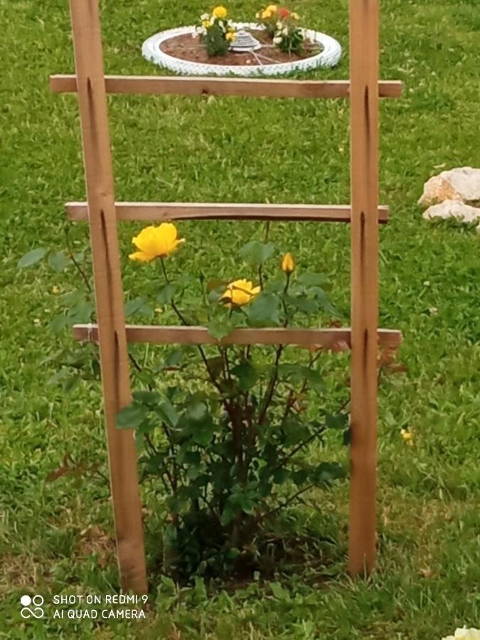 Yellow Rose غاكوفيتسا المظهر الخارجي الصورة