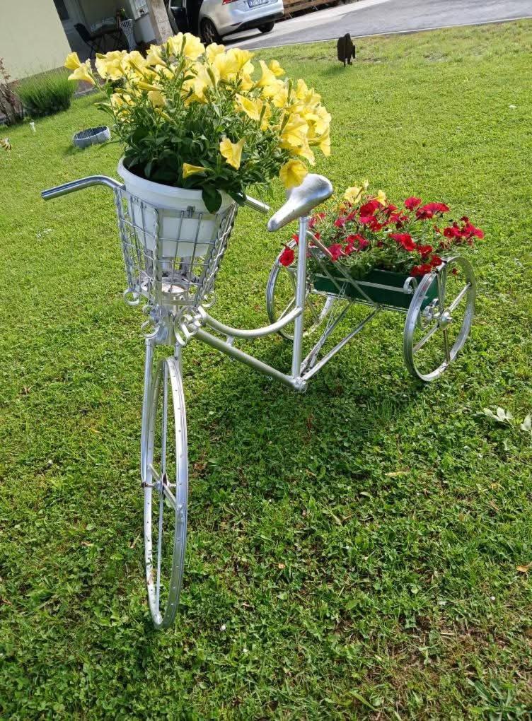 Yellow Rose غاكوفيتسا المظهر الخارجي الصورة